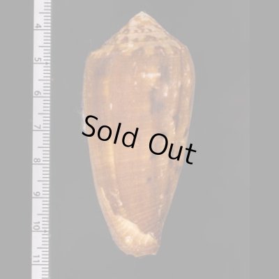 ナガベッコウイモ Conus circumcisusfig.2