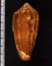 ナガベッコウイモ Conus circumcisusfig.2