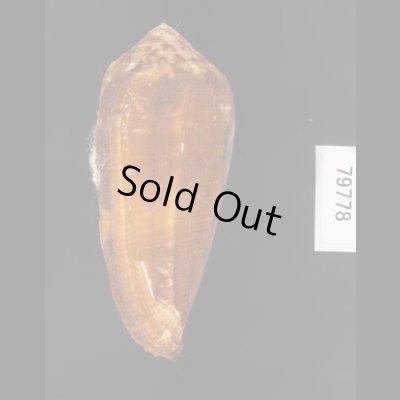 ナガベッコウイモ Conus circumcisusfig.3
