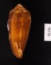 ナガベッコウイモ Conus circumcisusfig.3