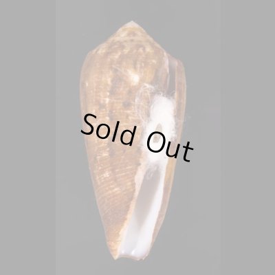 ナガベッコウイモ Conus circumcisusfig.1