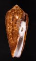 ナガベッコウイモ Conus circumcisusfig.1