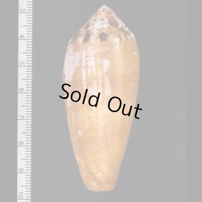 ナガベッコウイモ Conus circumcisusfig.2