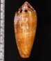 ナガベッコウイモ Conus circumcisusfig.2