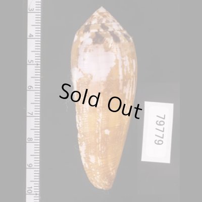 ナガベッコウイモ Conus circumcisusfig.3