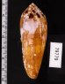 ナガベッコウイモ Conus circumcisusfig.3