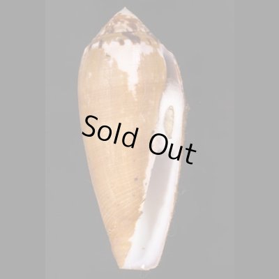 ナガベッコウイモ Conus circumcisusfig.1