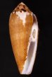 ナガベッコウイモ Conus circumcisusfig.1