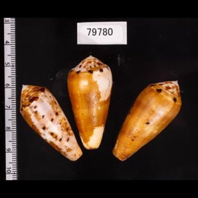 ナガベッコウイモ Conus fulmenfig.2