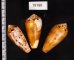 ナガベッコウイモ Conus fulmenfig.2