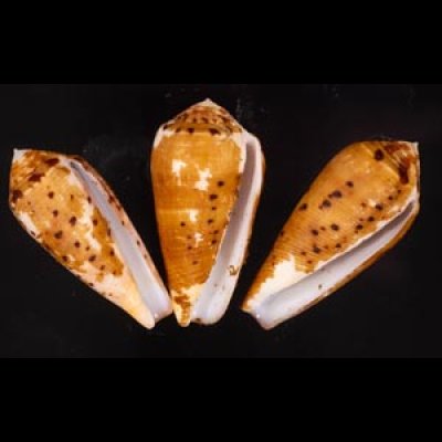 ナガベッコウイモ Conus fulmenfig.1