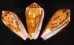 ナガベッコウイモ Conus fulmenfig.1