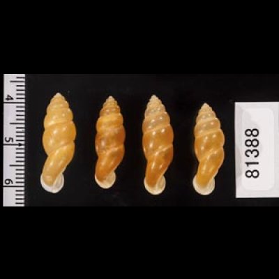 画像2: ネジレオカサナギ