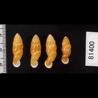 画像2: ネジレオカサナギ