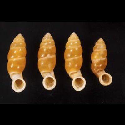 画像1: ネジレオカサナギ