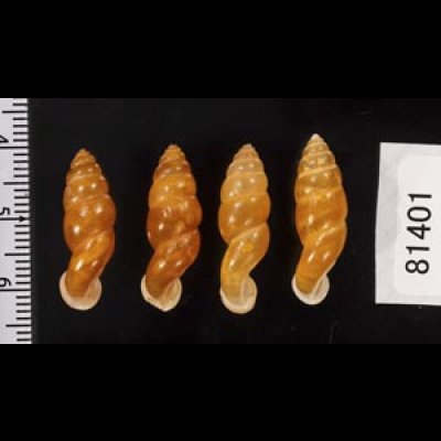 画像2: ネジレオカサナギ