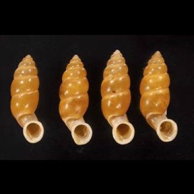 画像1: ネジレオカサナギ