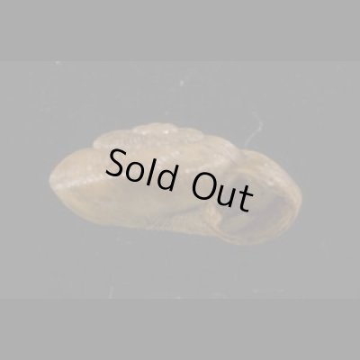 画像2: パツラマイマイ