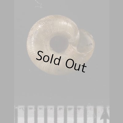 画像3: パツラマイマイ