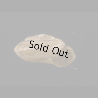 画像2: パツラマイマイ