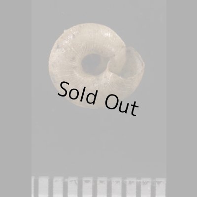 画像3: パツラマイマイ