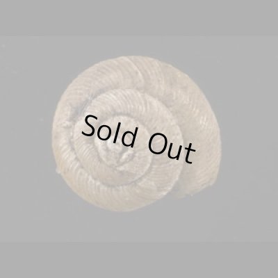 画像1: パツラマイマイ