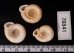 アンダマンイトカケマイマイ Plectopylis achatinafig.2