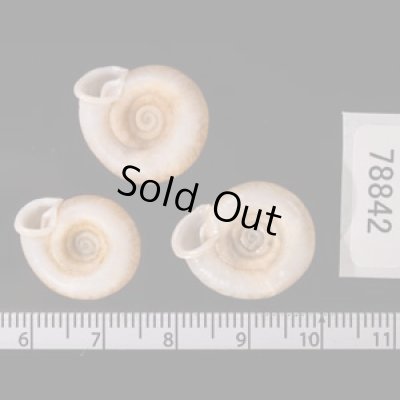 アンダマンイトカケマイマイ Plectopylis achatinafig.2