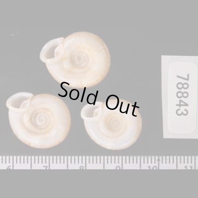 アンダマンイトカケマイマイ Plectopylis achatinafig.2