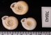 アンダマンイトカケマイマイ Plectopylis achatinafig.2