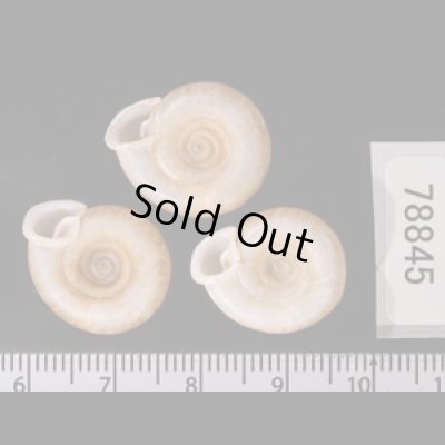 アンダマンイトカケマイマイ Plectopylis achatinafig.2