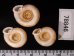 アンダマンイトカケマイマイ Plectopylis achatinafig.2