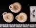 アンダマンイトカケマイマイ Plectopylis achatinafig.2
