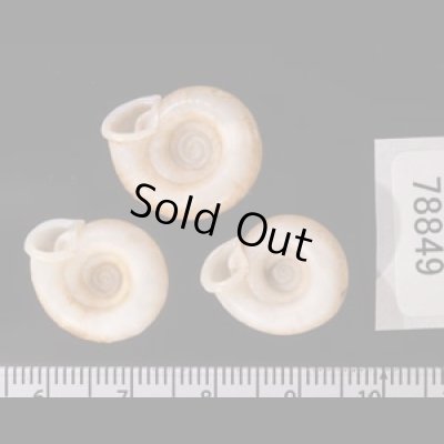 アンダマンイトカケマイマイ Plectopylis achatinafig.2