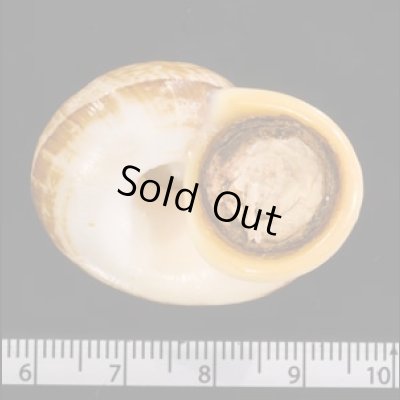 オオグチヤマタニシの仲間 Cyclophorus diplochilusfig.3