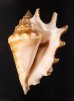 アダムクモガイ Lambis lambis adamiifig.1