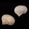 Leptopoma nitidum アオミオカタニシ 青身陸田螺