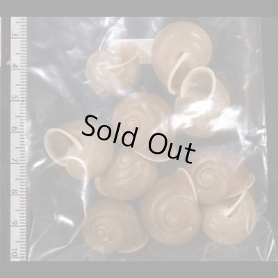 画像2: バリヤサビロウドマイマイ