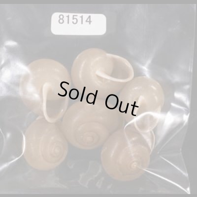 画像1: バリヤサビロウドマイマイ