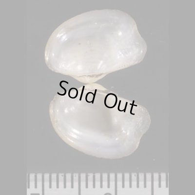 画像2: スミゾメソデガイ