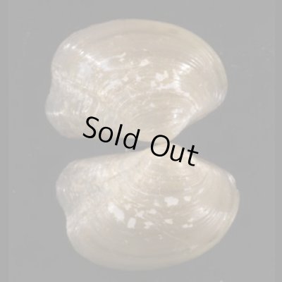 画像1: スミゾメソデガイ