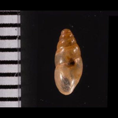 ヤマボタル Cochlicopa lubricafig.2