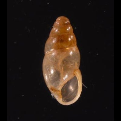 ヤマボタル Cochlicopa lubricafig.1