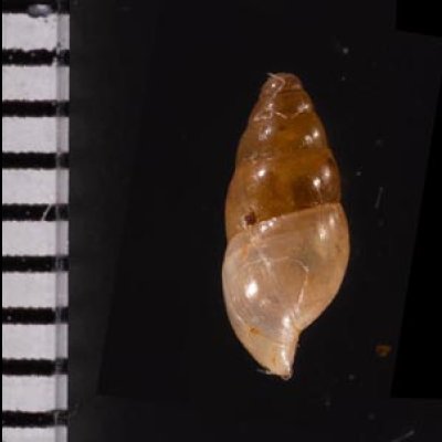ヤマボタル Cochlicopa lubricafig.2