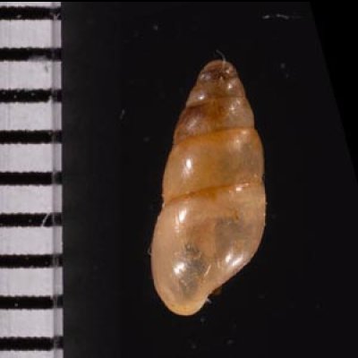 ヤマボタル Cochlicopa lubricafig.2