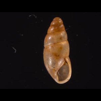 ヤマボタル Cochlicopa lubricafig.1
