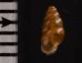 コモンサナギガイモドキ (仮称) Pupoides coenopictusfig.2