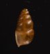 コモンサナギガイモドキ (仮称) Pupoides coenopictusfig.3