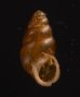 コモンサナギガイモドキ (仮称) Pupoides coenopictusfig.1