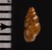 コモンサナギガイモドキ (仮称) Pupoides coenopictusfig.2